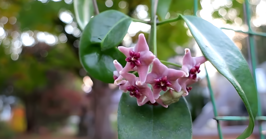 Hoya Vitiensis — what you need to know before buying