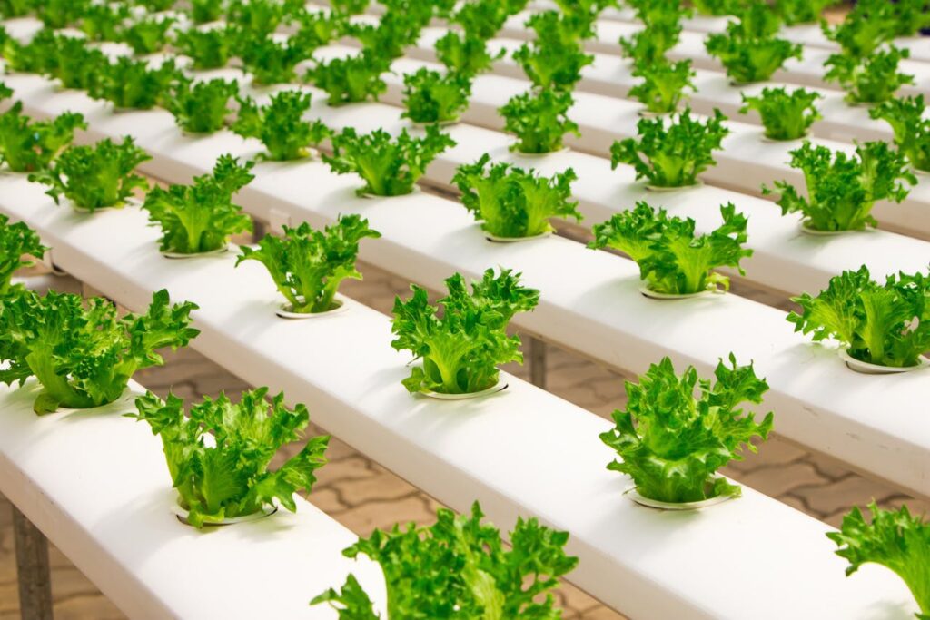 Hydroponic cultivation even in small spaces