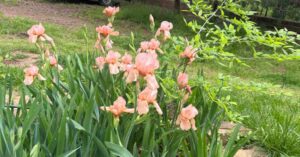 Iris Plant Care – How to grow and care for irises