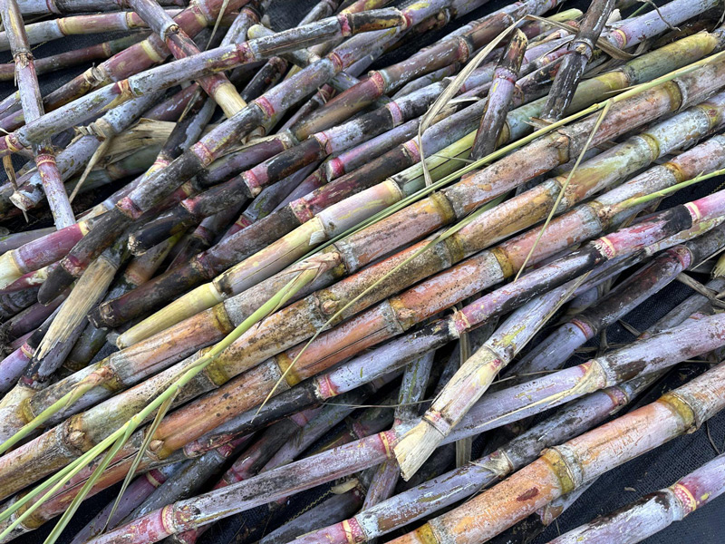 It's sugarcane planting season