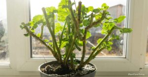 Overwintering geraniums: how to successfully revive and repot action steps