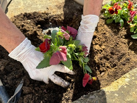 Promote plant health naturally: the best natural fertilizers for your garden