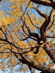 Recently: Autumn fun