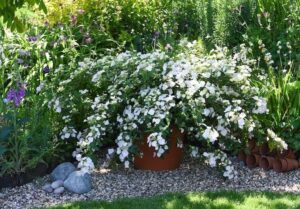 Shrubs Masterclass: The best expert content