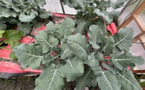 Square Foot Gardening: An Introduction