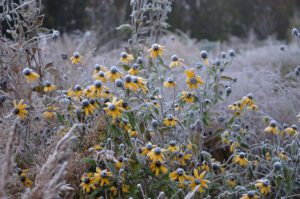 The 4 Ps: What to do in your garden in November