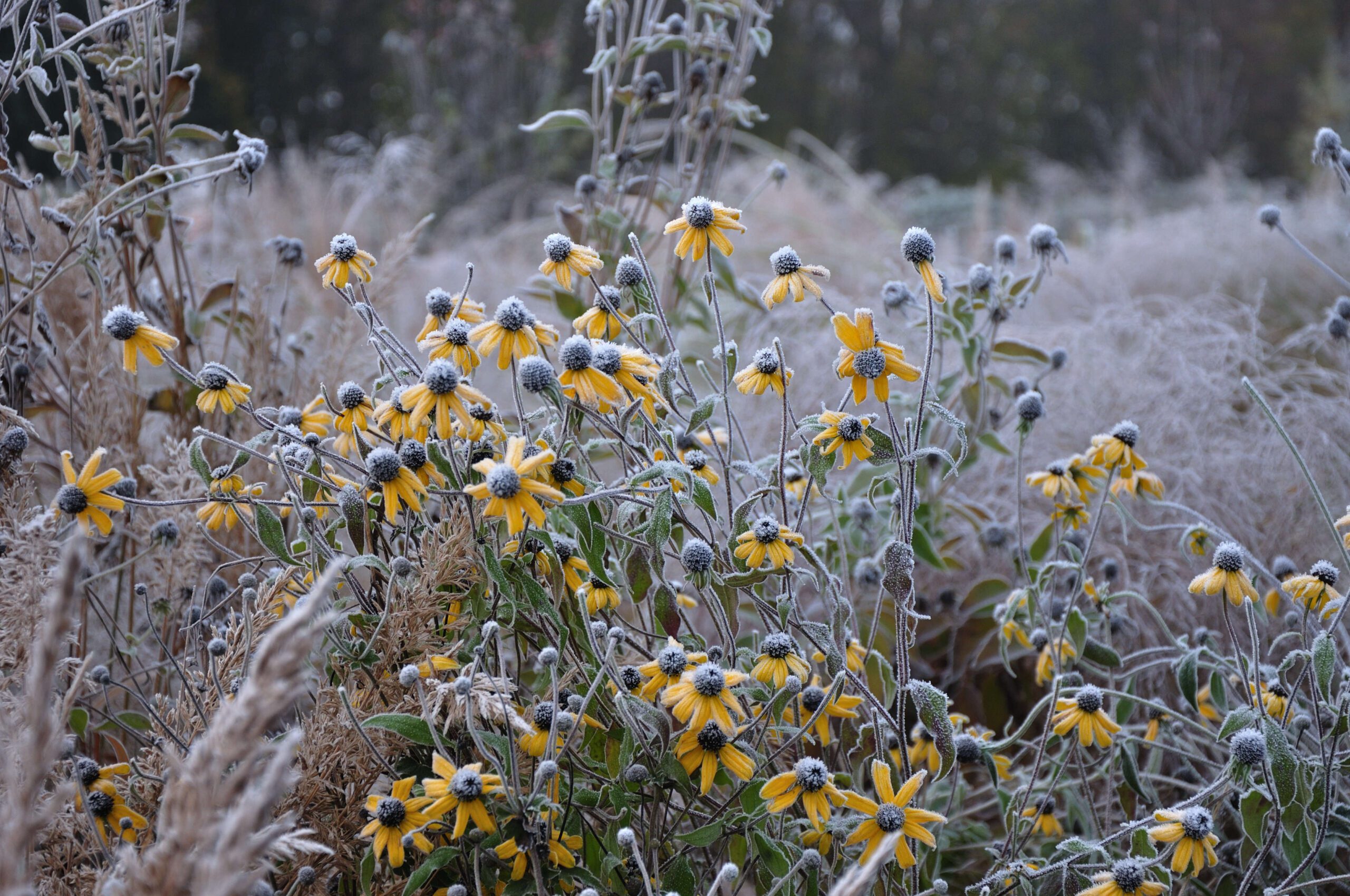 The 4 Ps: What to do in your garden in November