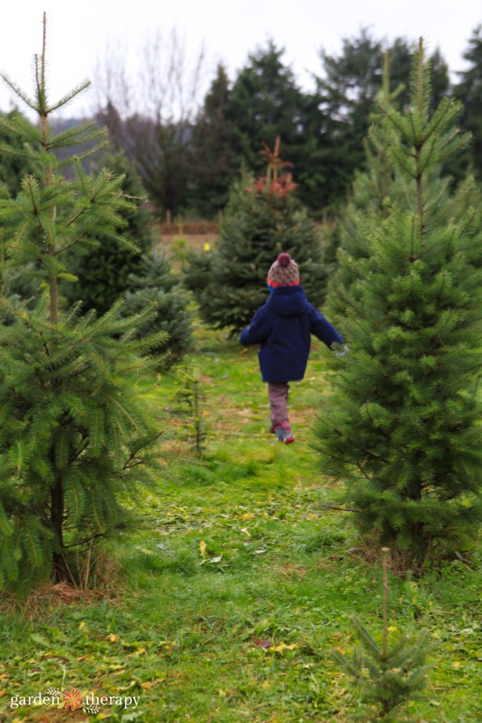 The best types of Christmas trees to choose for your family