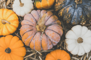 Where to buy pumpkin seeds and tips for growing pumpkins