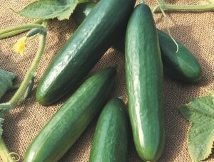 pickled cucumber recipe