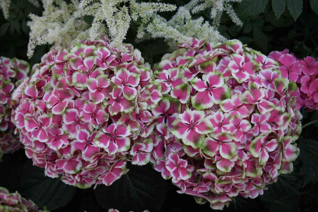 How to overwinter hydrangeas?