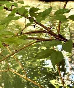 I can see it clearly now...