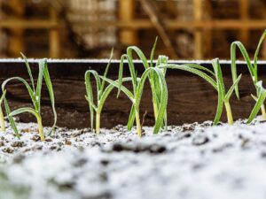 Keep watering your garden in the winter, even when it's cold.