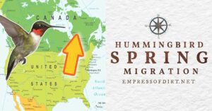 2025 hummingbird migration map (find out when they'll arrive)