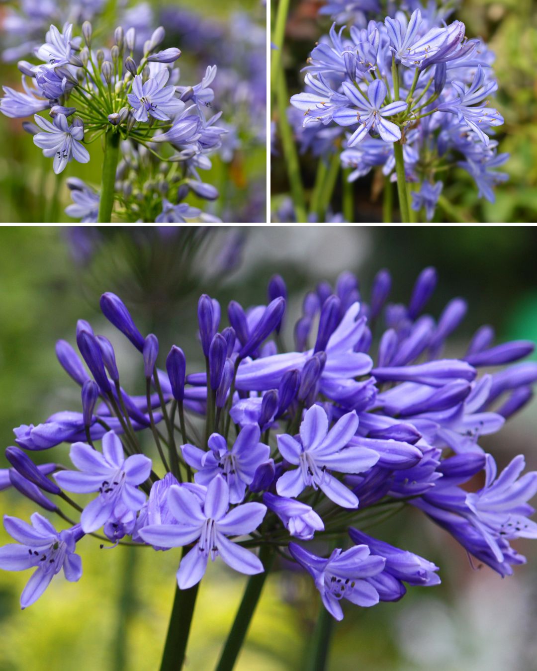 9 Unique Things You Didn't Know About Agapanthus (Lily of the Nile)