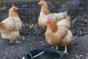 How can I make my chicken coop smell better?