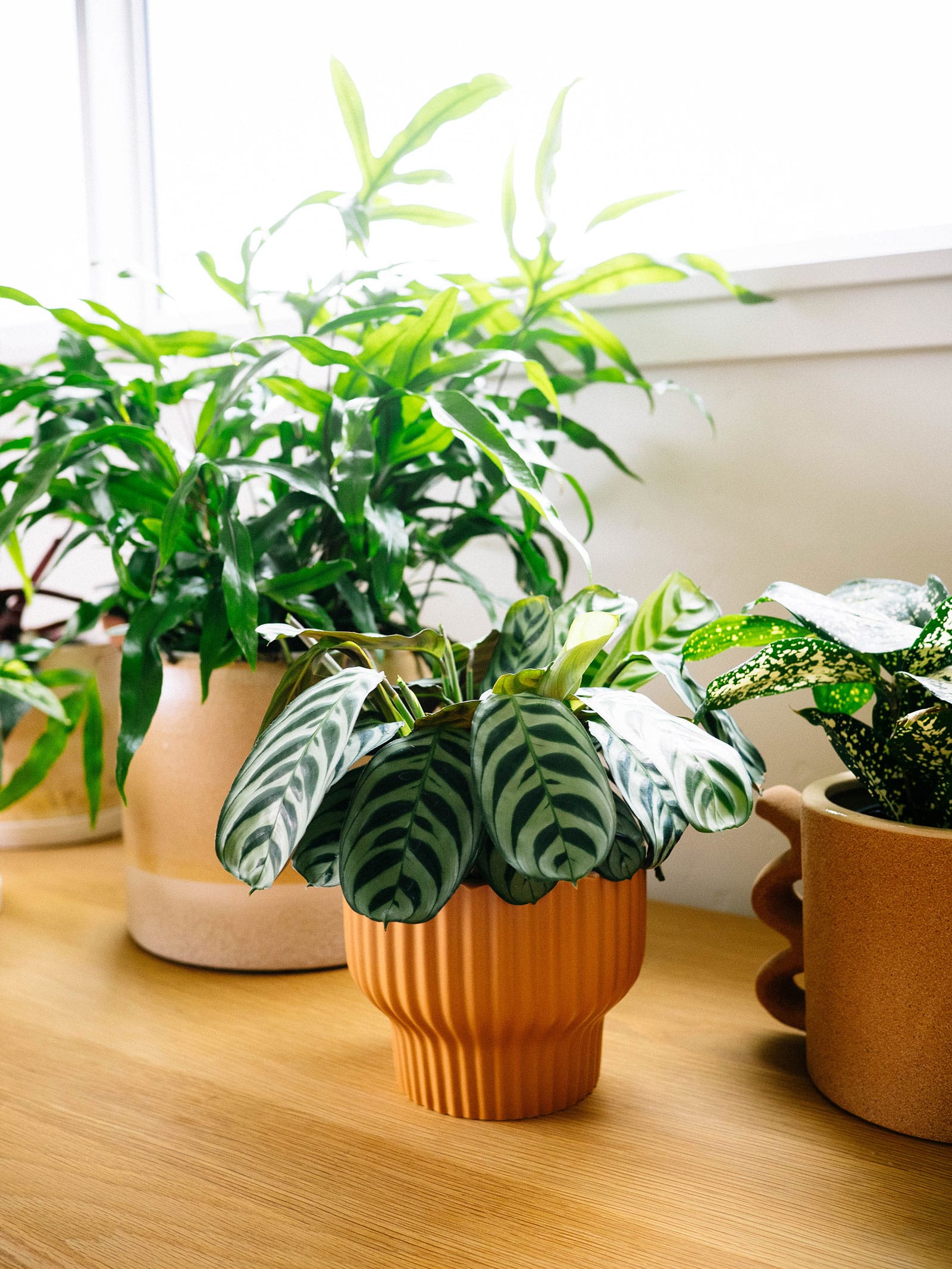 How much light does a plant actually need?