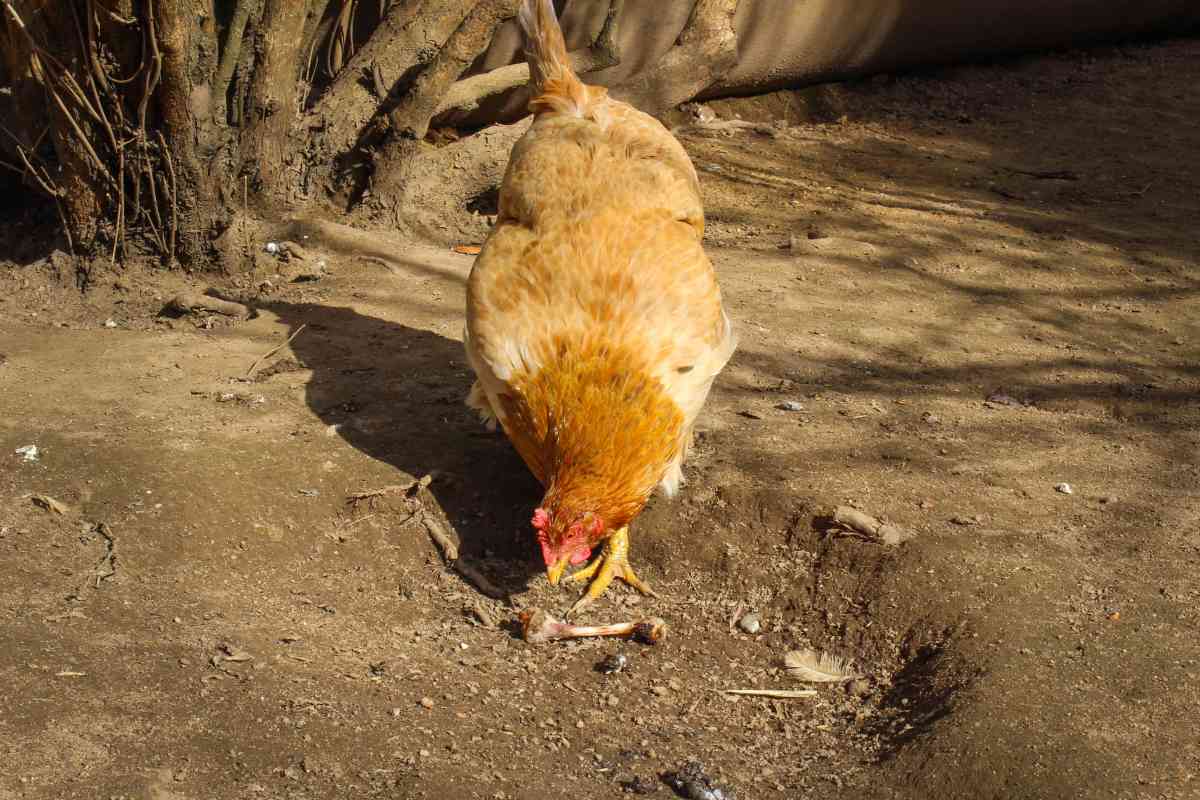 How to feed chickens without buying feed?