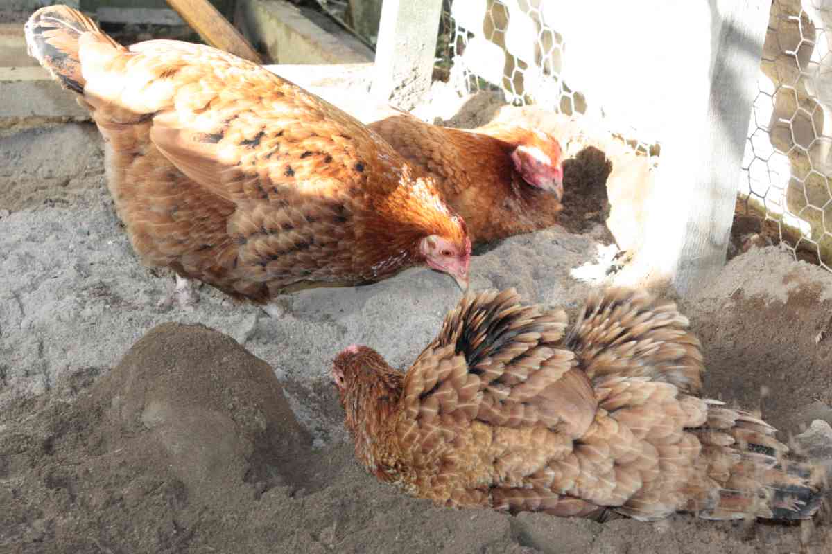 How to make a chicken powder bath?