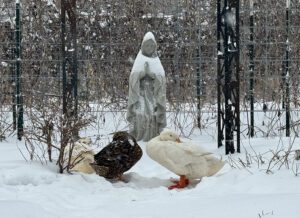 Interesting comments about Snowpocalypse