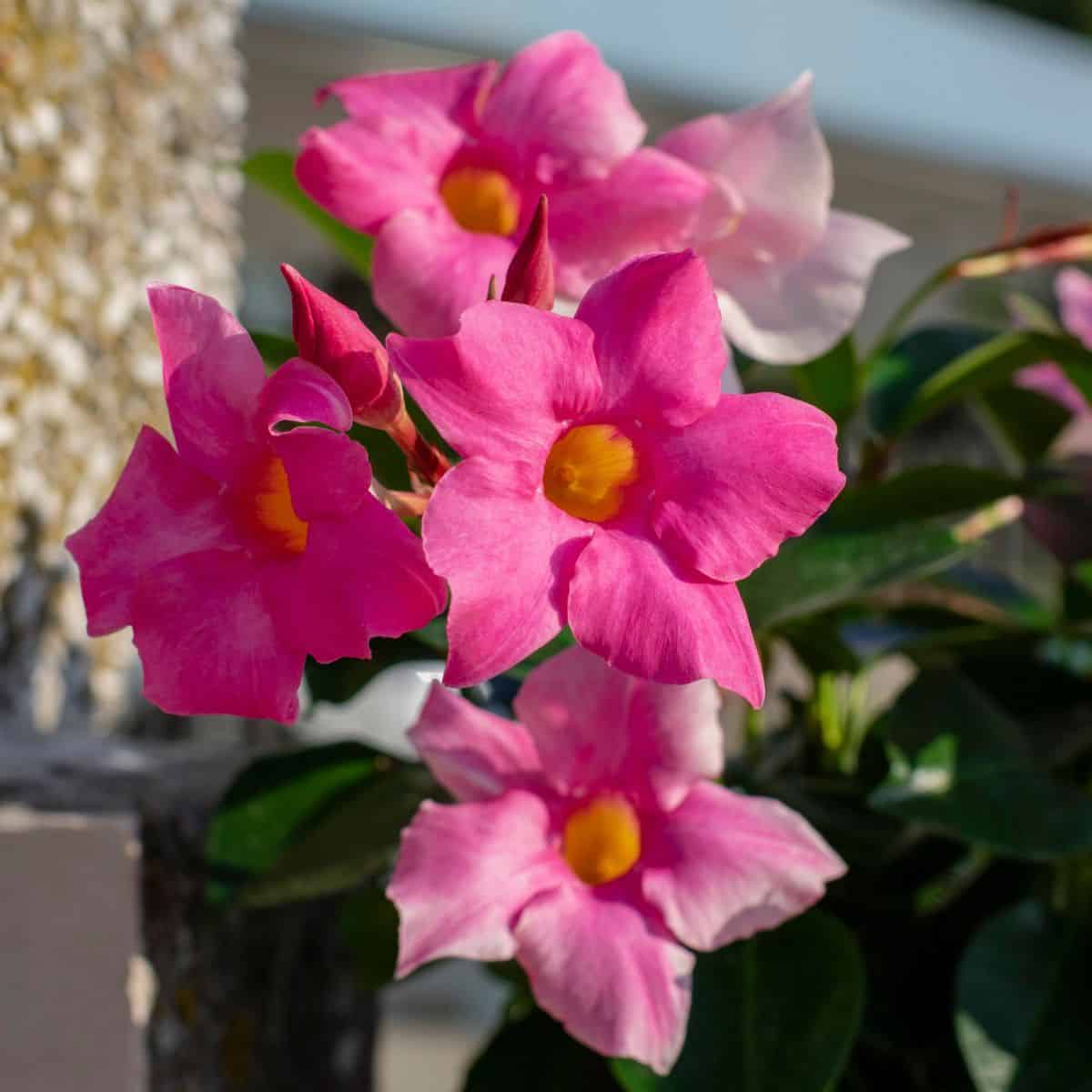 Reasons for gardener to love Mandevira: 10 attractive facts you need to know