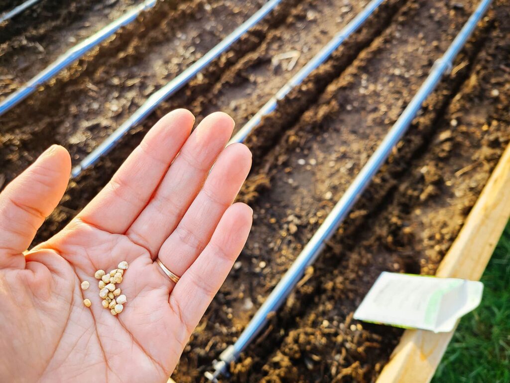 Seven cool seasonal seeds that should not be started indoors