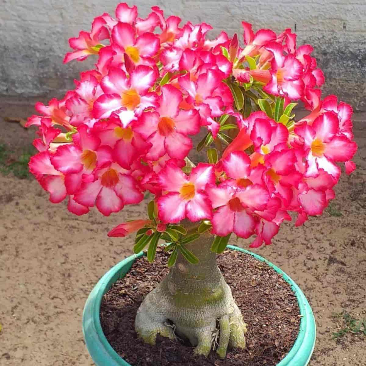 Why do we need obesum adenium (desert rose): 10 unique facts