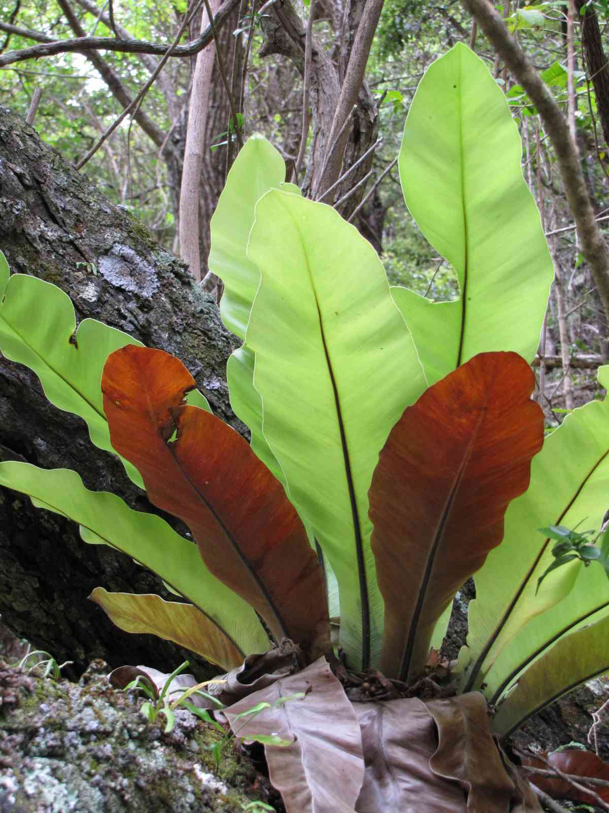 11 Best Indoor Plants that Most Effectively Absorb CO2