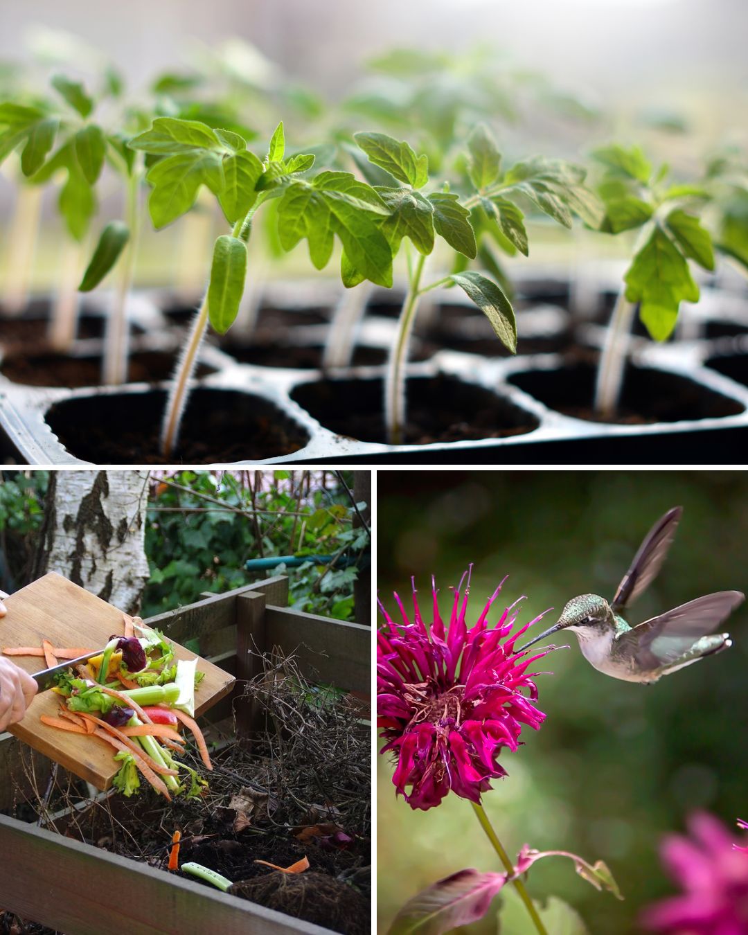 15 Gardening Tasks in Northern February