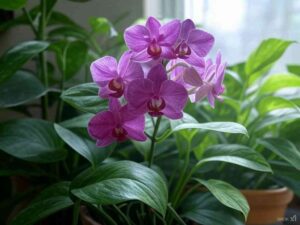 15 houseplants for north facing windows