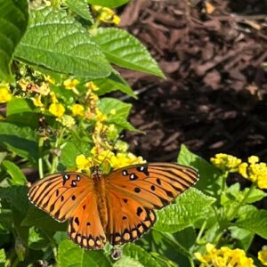Anne's new Florida Garden Flowers