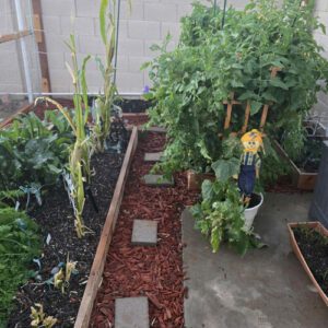 Arizona Dawn back garden garden