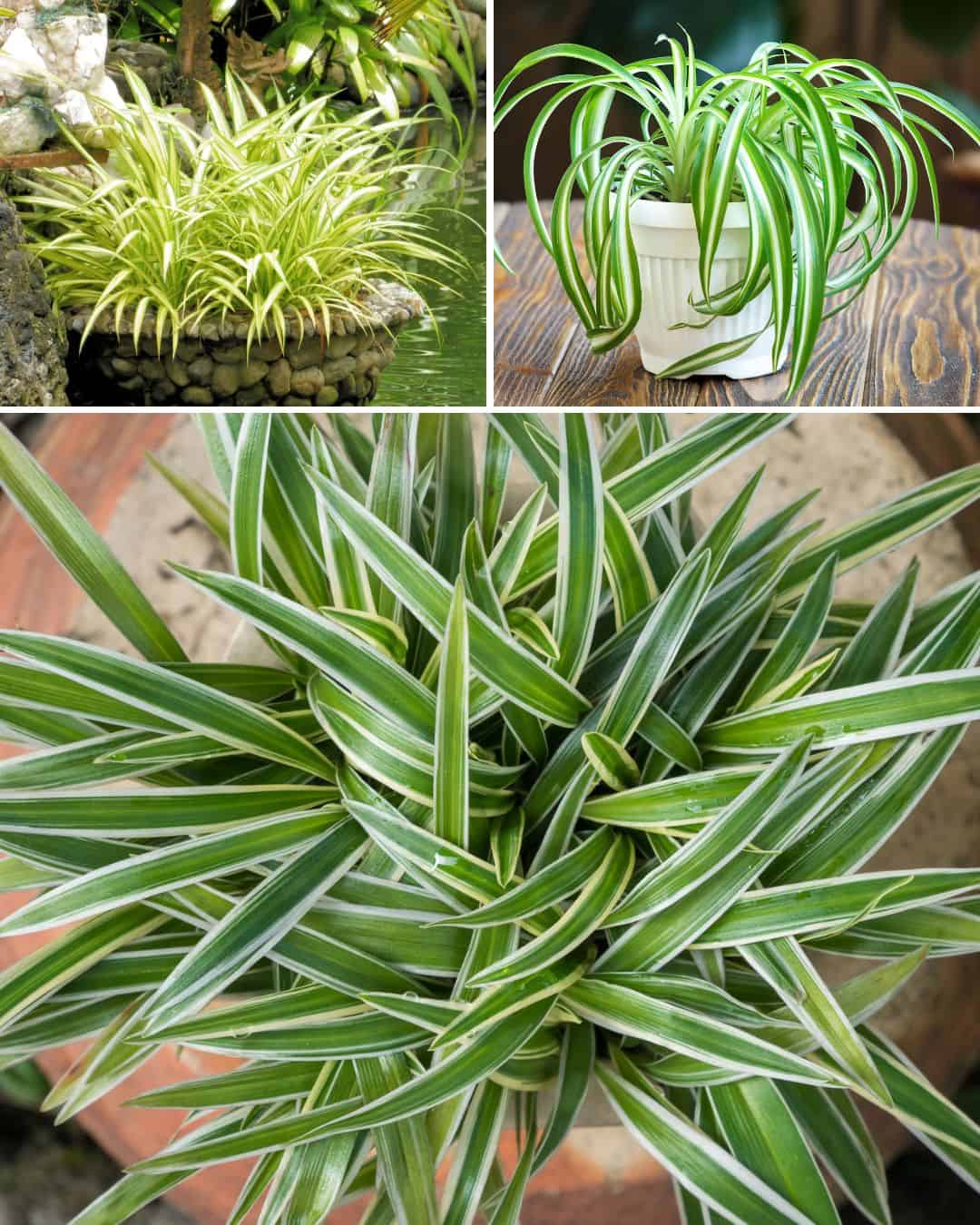 Five strange facts about spider plants you may not know