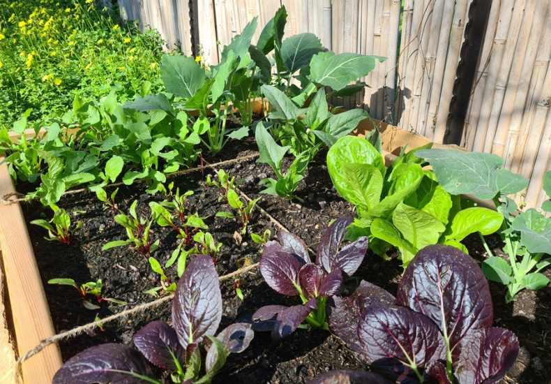 Garden hints to save money: High cost -effective fruits and vegetables