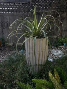 Limestone and winter leaves exposed in my garden