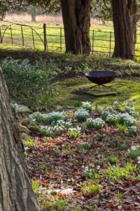 Snowdrops in your garden - when, where and how to plant for success