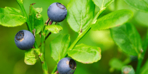 The rich benefits of bilberry
