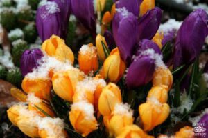 What happens if my plants bloom early?