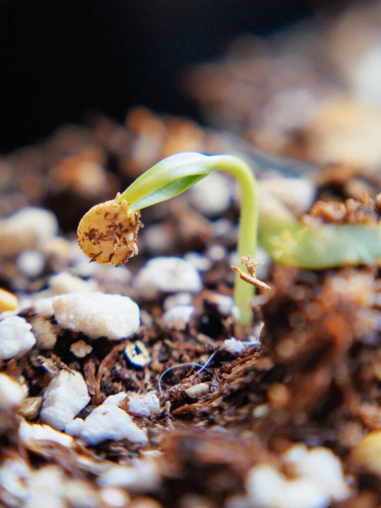 What happens when seeds germinate?