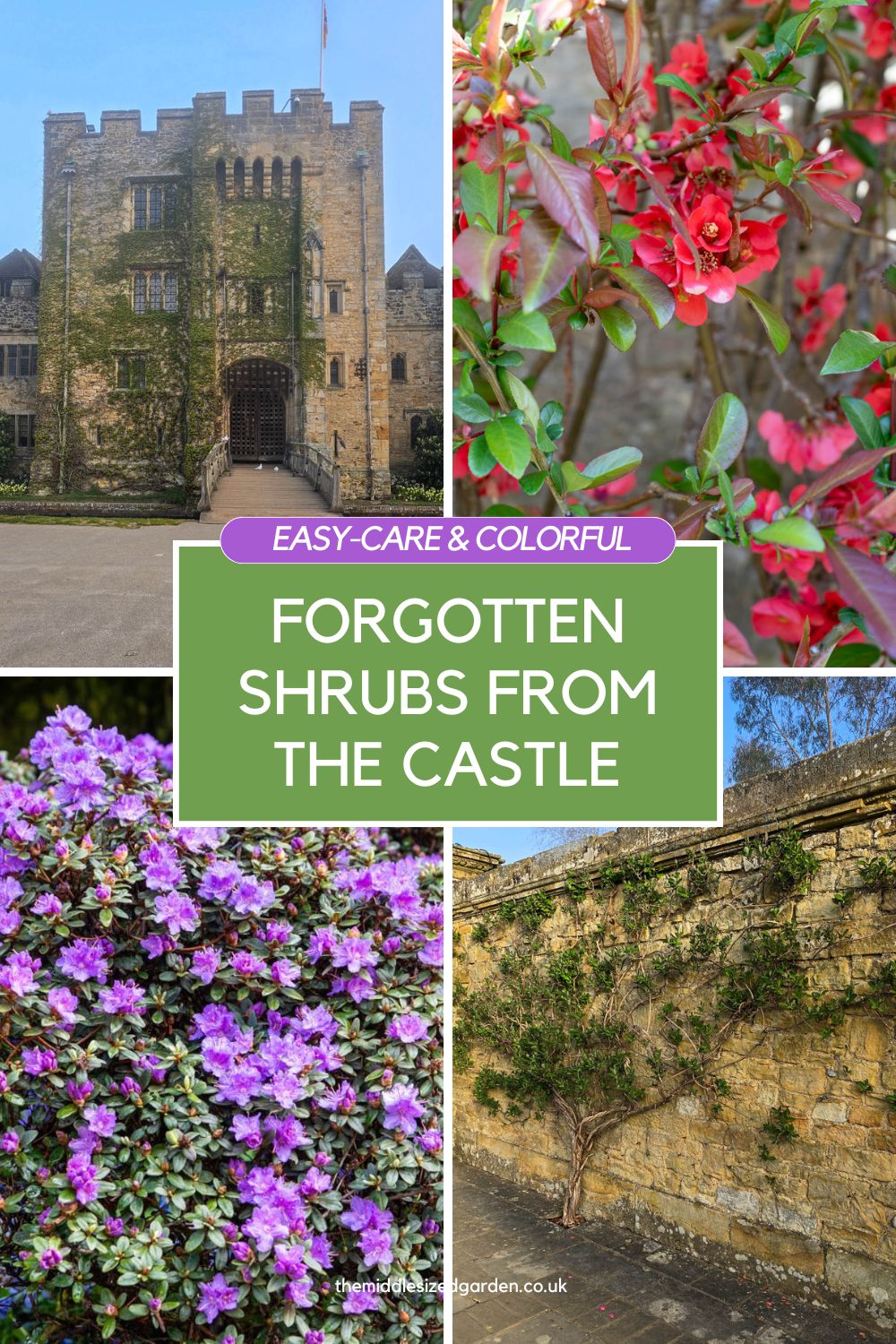 8 Easy Care - But Forgotten - Beautiful Flower Shrub