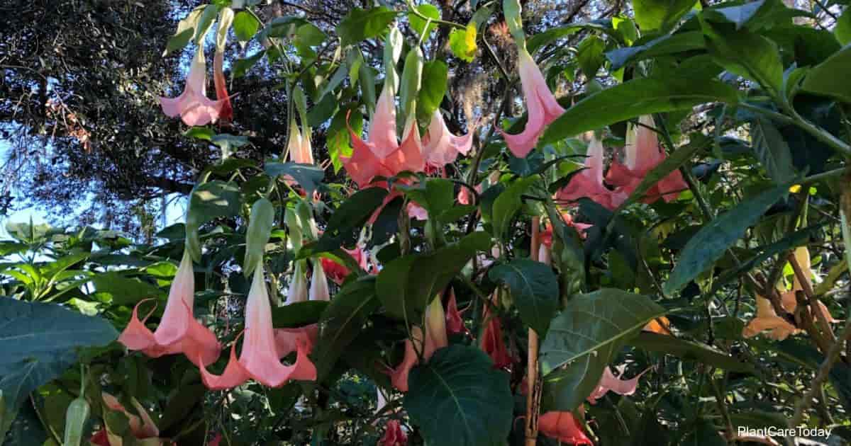 Angel Trumpet Flower Types (Brugmansia)
