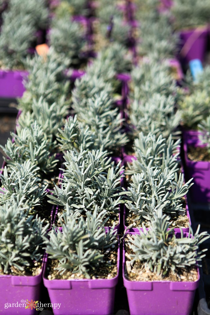 How to Propagate Lavender for Infinite Flowers