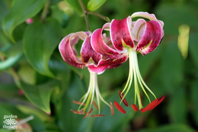 How to grow lilies from a light bulb