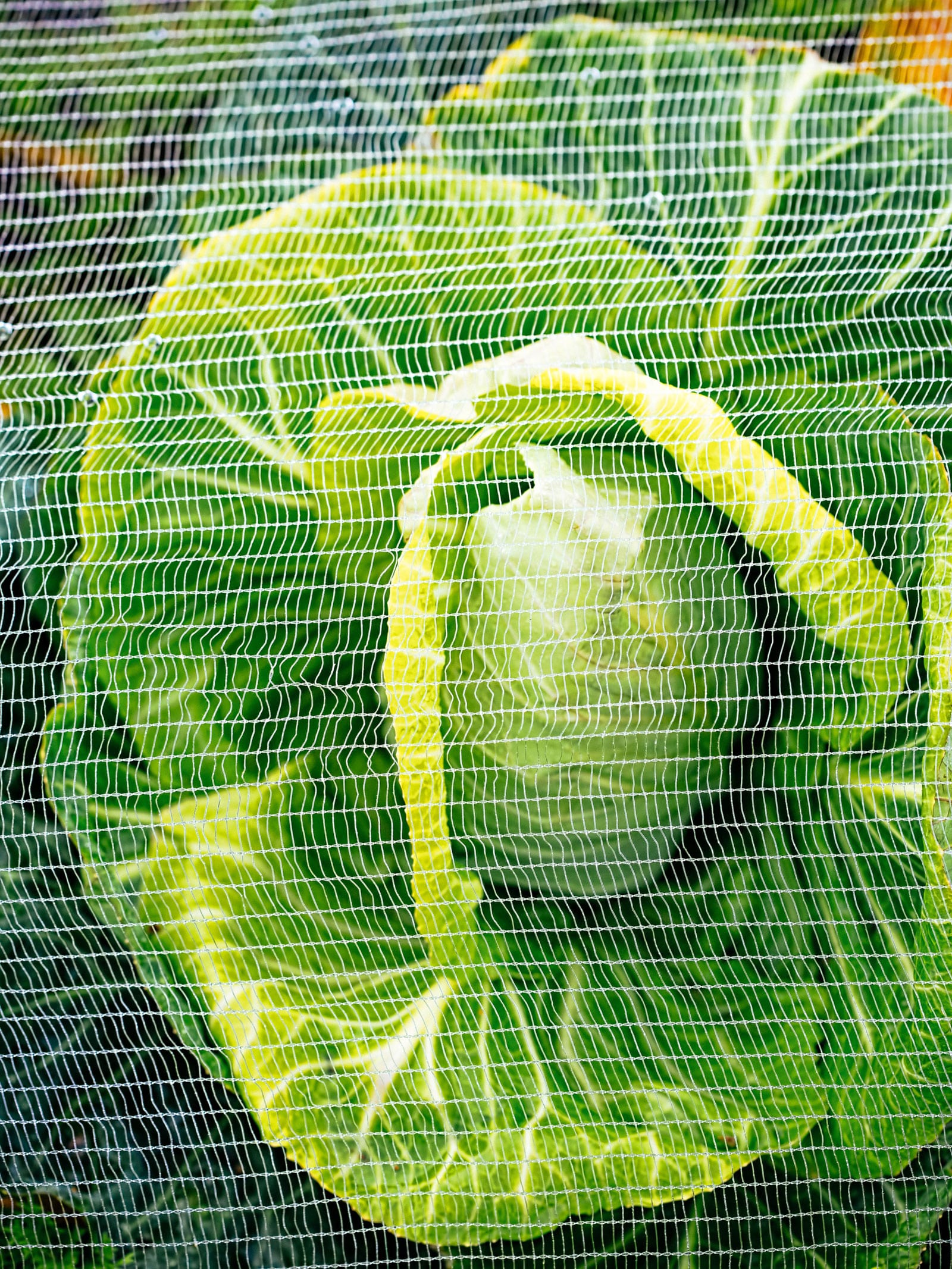 How to keep pests away from the cabbage family (no spray)