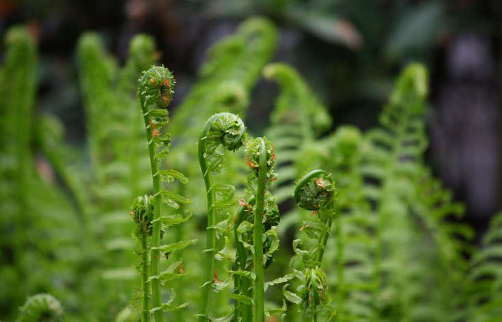 Ostrich Ferrule: Here's how to grow your own fiddlehead