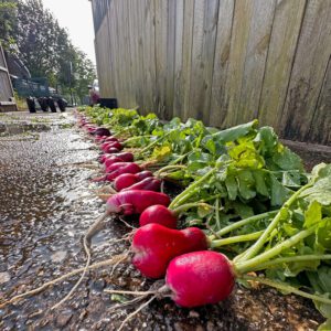 What do you do with radish?