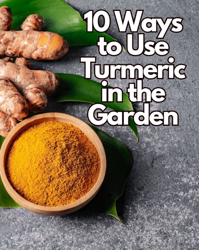 10 Ways to Use Turmeric in your Garden