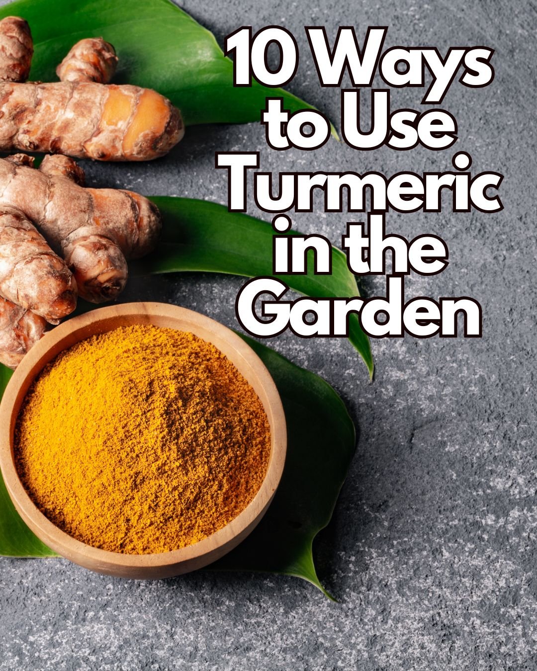 10 Ways to Use Turmeric in your Garden