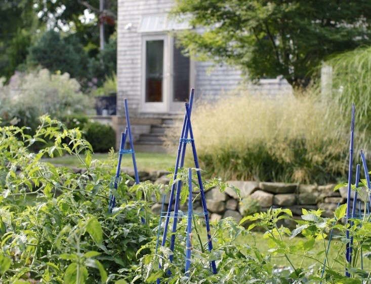 10 things, no one will tell you about starting a vegetable garden