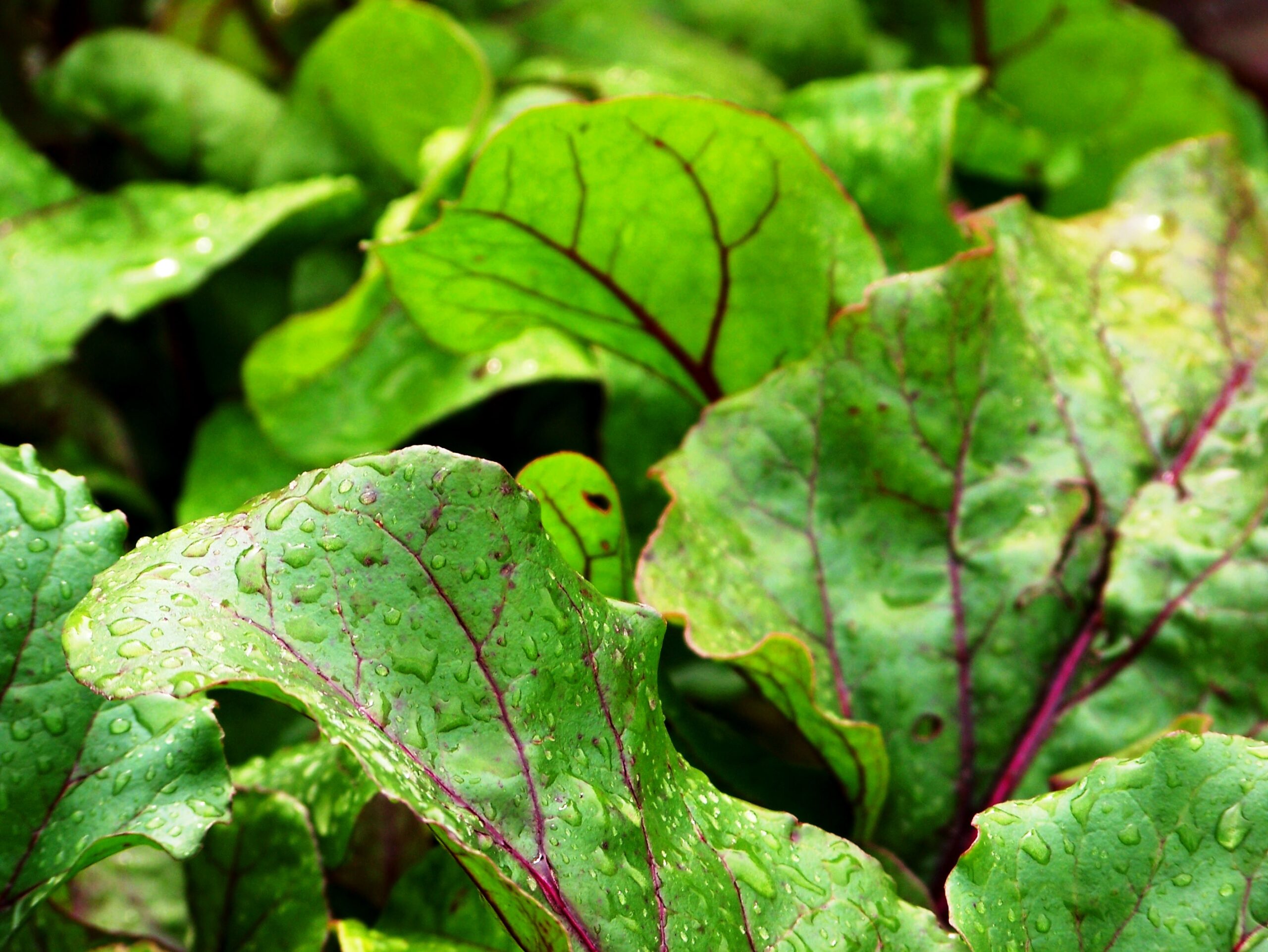 13 Easy vegetables that grow in the summer